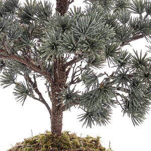 bozicno drvce kokedama Božićno drvce Kokedama arctic